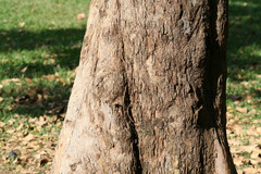 Bischofia javanica